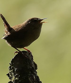 Multi-sensory Birding for Beginners