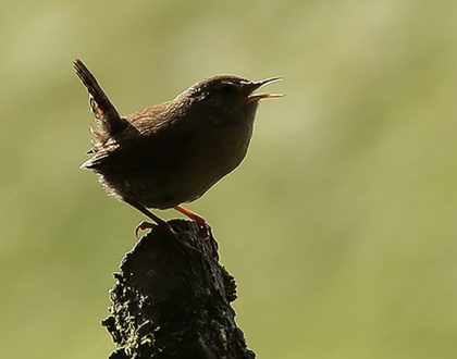 Promotional image for 'Multi-Sensory Birding for Beginners' by Markham Public Art, featuring a bird perched on a tree stump, singing.