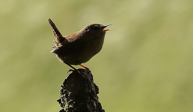 Promotional image for 'Multi-Sensory Birding for Beginners' by Markham Public Art, featuring a bird perched on a tree stump, singing.