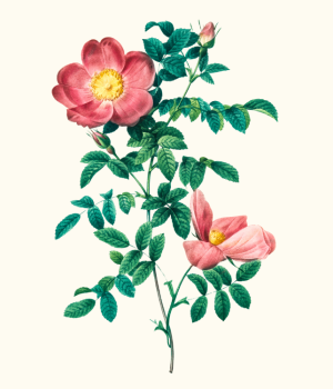 [NEW! 4-Week Art Class] Botanical Illustration: Coloured Pencils