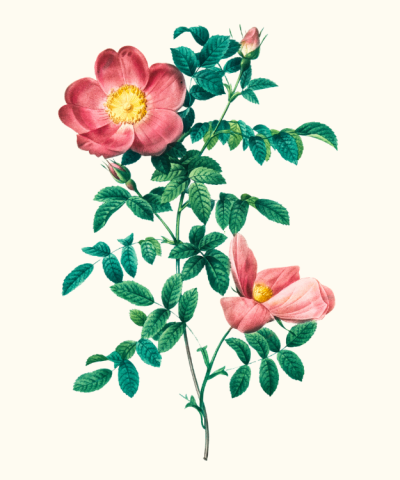 [NEW! 4-Week Art Class] Botanical Illustration: Coloured Pencils